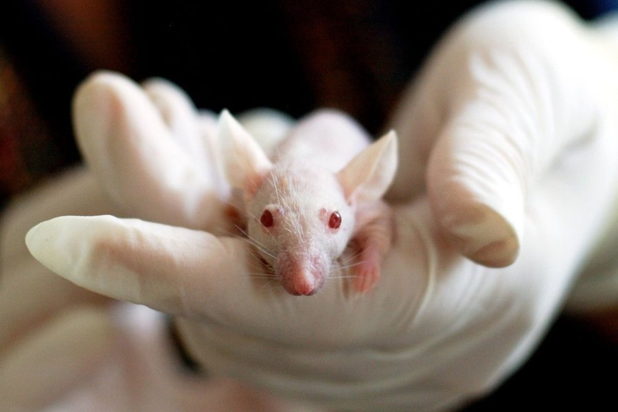 where is animal testing required by law